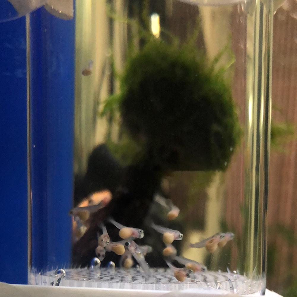 Incubadora de 40 mm para Huevo - Lab Incubator reseña y precio